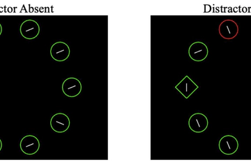 Lingering on distraction: Examining distractor rejection in adults with ADHD