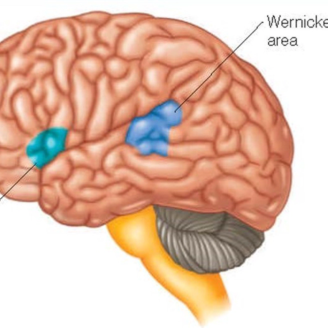 Introduction to Cognitive Psychology